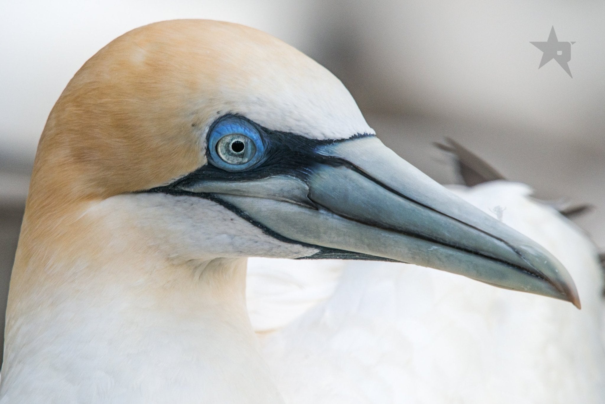 Birds Fine art canvas prints - Rolled - Howick frames and gallery