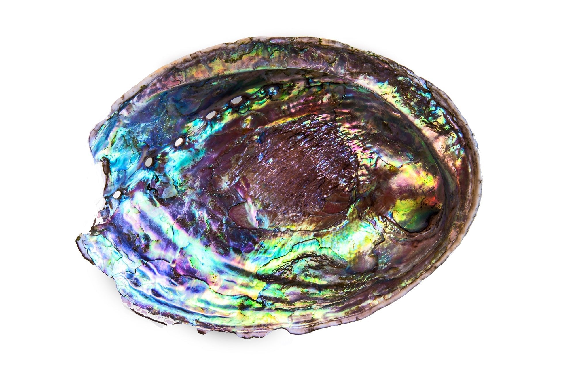 Paua Shell Fine art canvas prints - Rolled - Howick frames and gallery