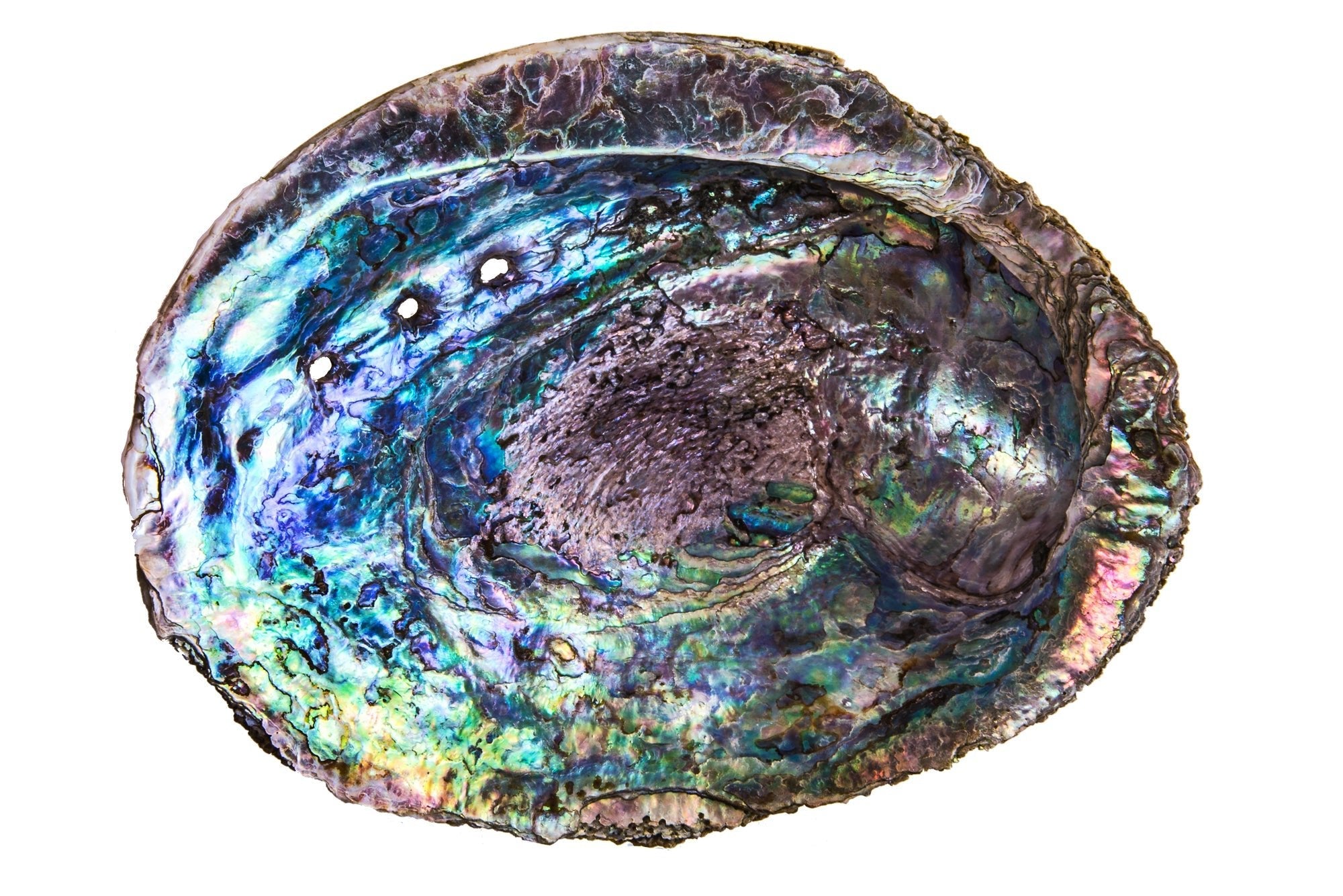 Paua Shell Fine art canvas prints - Rolled - Howick frames and gallery